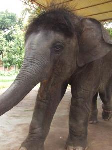 baby-elephant-in-South-India.-Jonelle-Windle-Newcastle